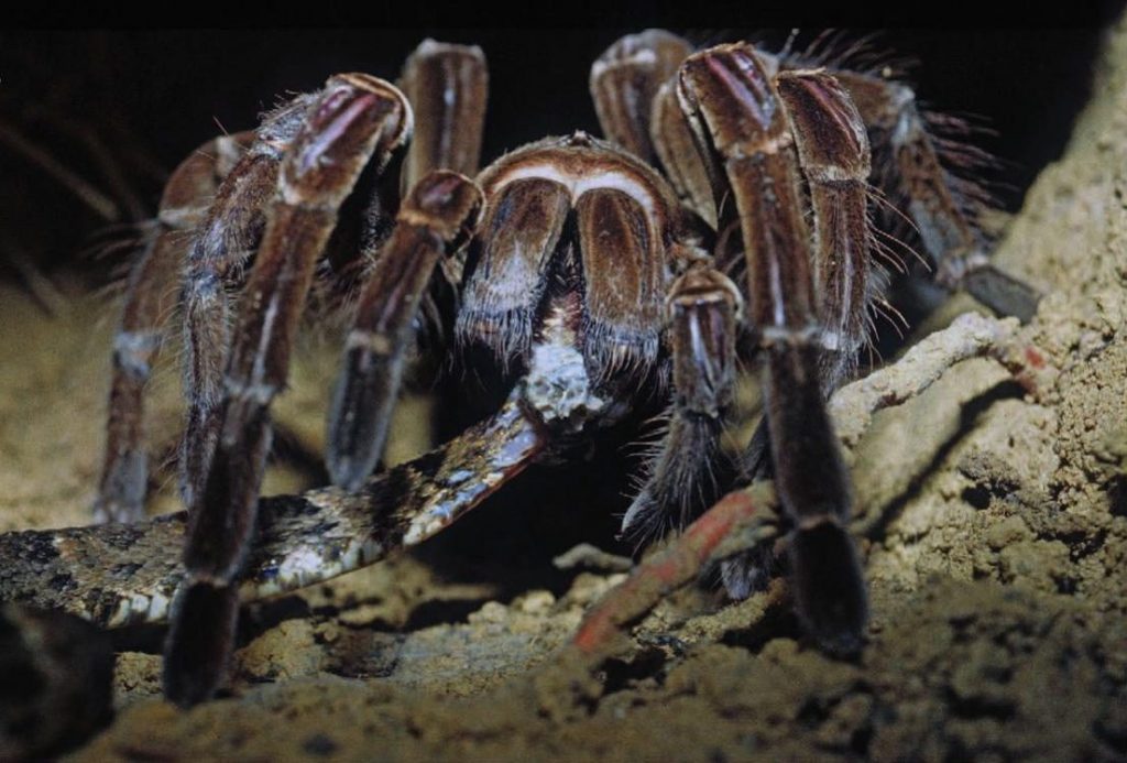 Una tarantola venezuelana Theraphosa blondi fotografata mentre preda Bothrops atrox