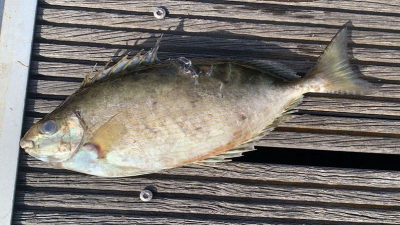 Pesce Coniglio Pescato A Milazzo Una Specie Aliena E Velenosa Pesce Coniglio Pescato A Milazzo Una Specie Aliena E Velenosa