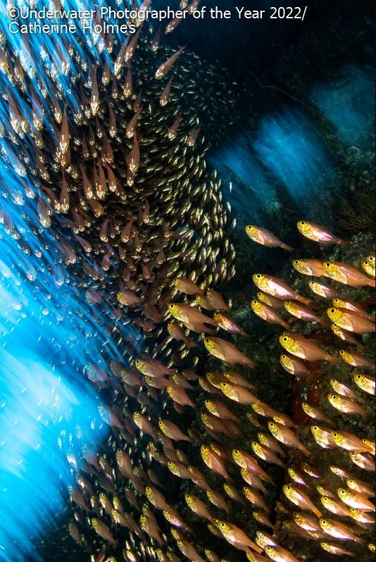 Un gruppo numeroso di pesci vetro che si aggirano in un relitto di un’antica nave sommersa in una foto di Catherine Holmes