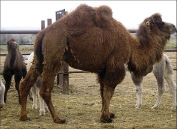 Ibrido tra cammello e dromedario proveniente dal Kazakistan