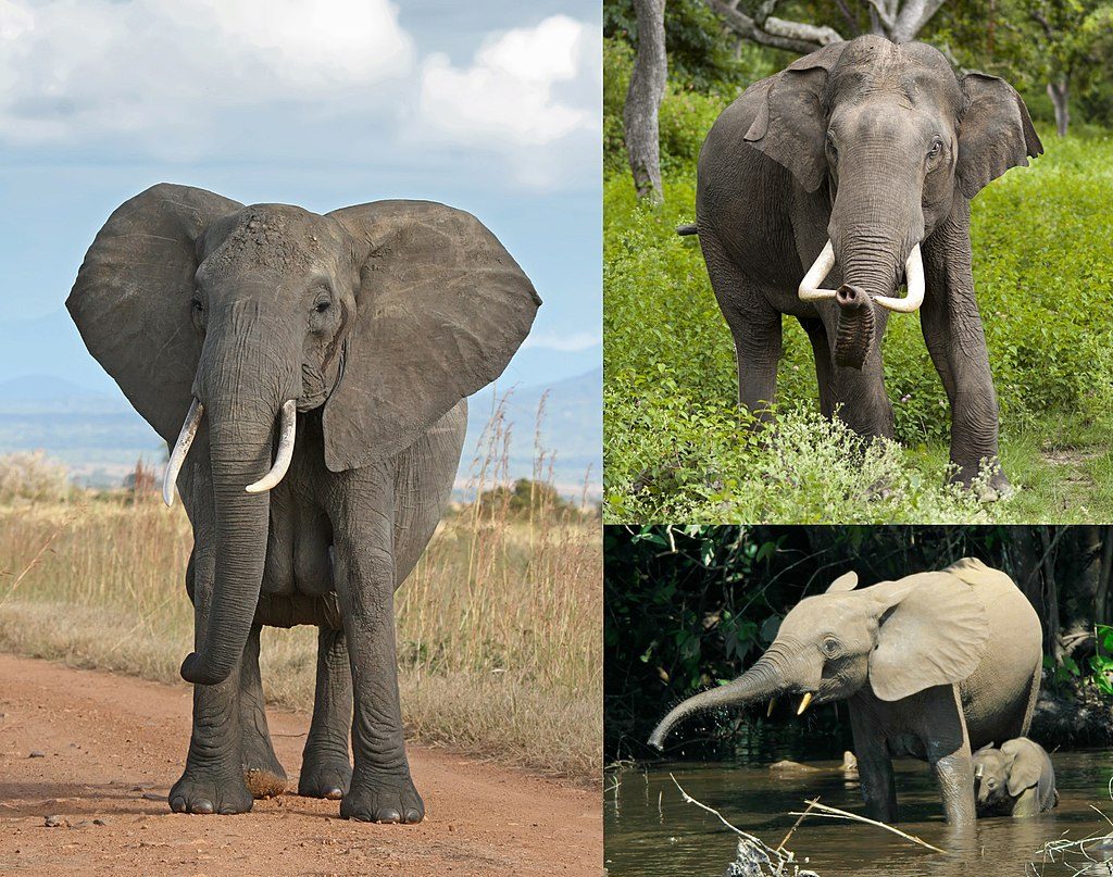 le tre specie di elefanti viventi: a sinistra un elefante africano di savana, in alto un elefante africano di foresta e sotto un elefante indiano con il suo piccolo