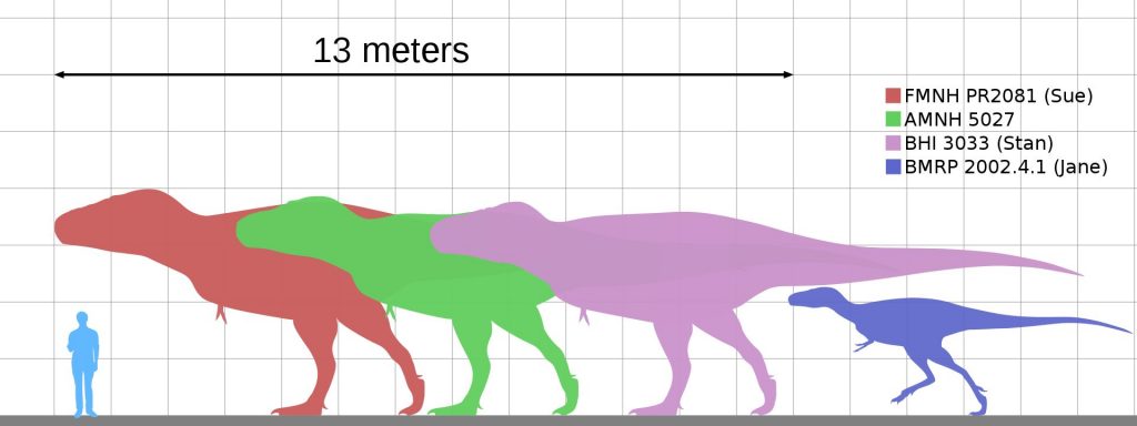 Alcuni tra i T. rex più famosi confrontati tra loro e con l’uomo