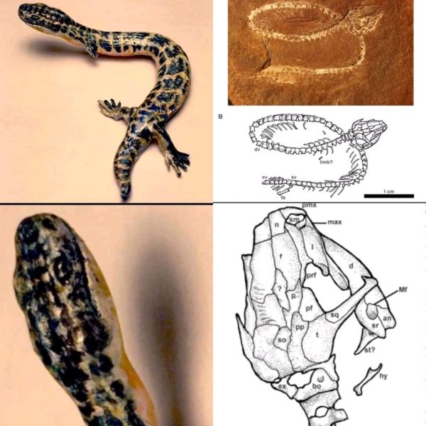 Fossile, schema e ricostruzione di Infernovenator steenae, un altro para–rettile dal corpo sinuoso