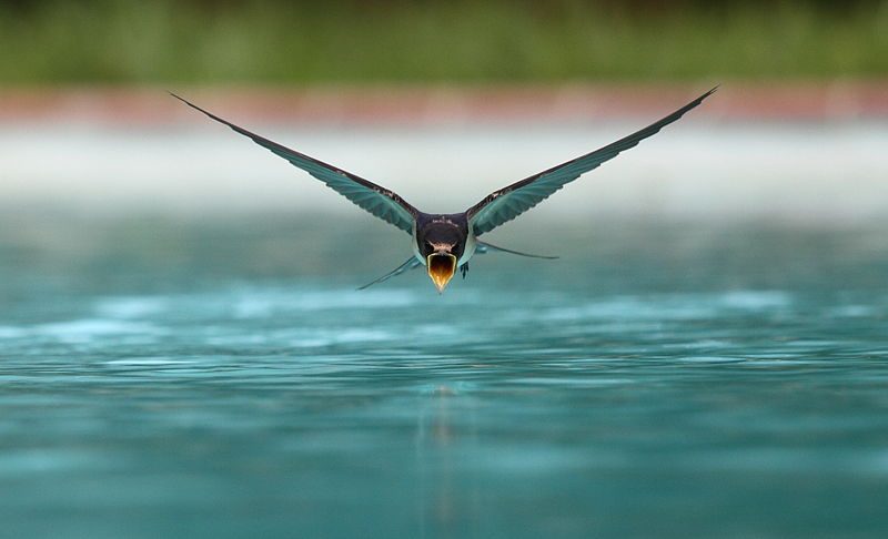 Questi uccelli possono sfrecciare quasi a contatto con l’acqua durante la cattura delle prede