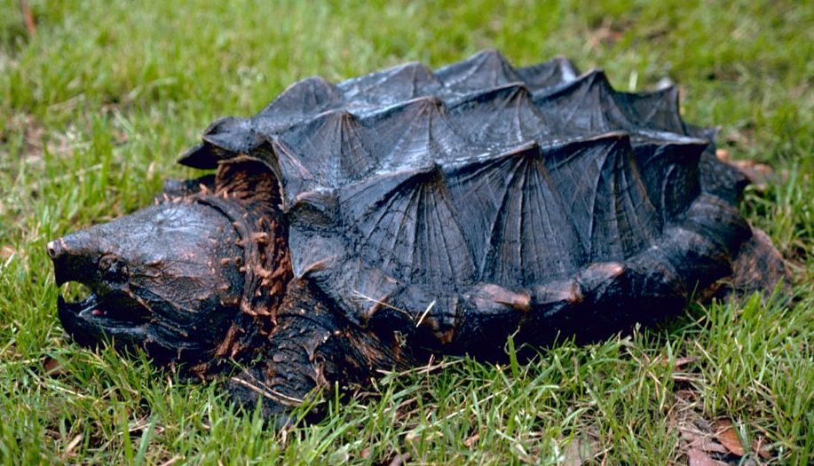 Testuggine alligatore