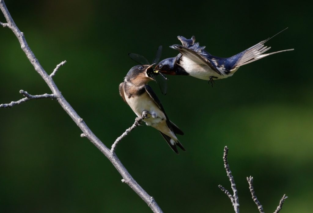 Le rondini sono uccelli insettivori