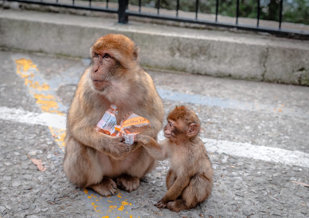 Una bertuccia e il suo cucciolo a Gibilterra, dove spesso i turisti alimentano i primati con cibo spazzatura