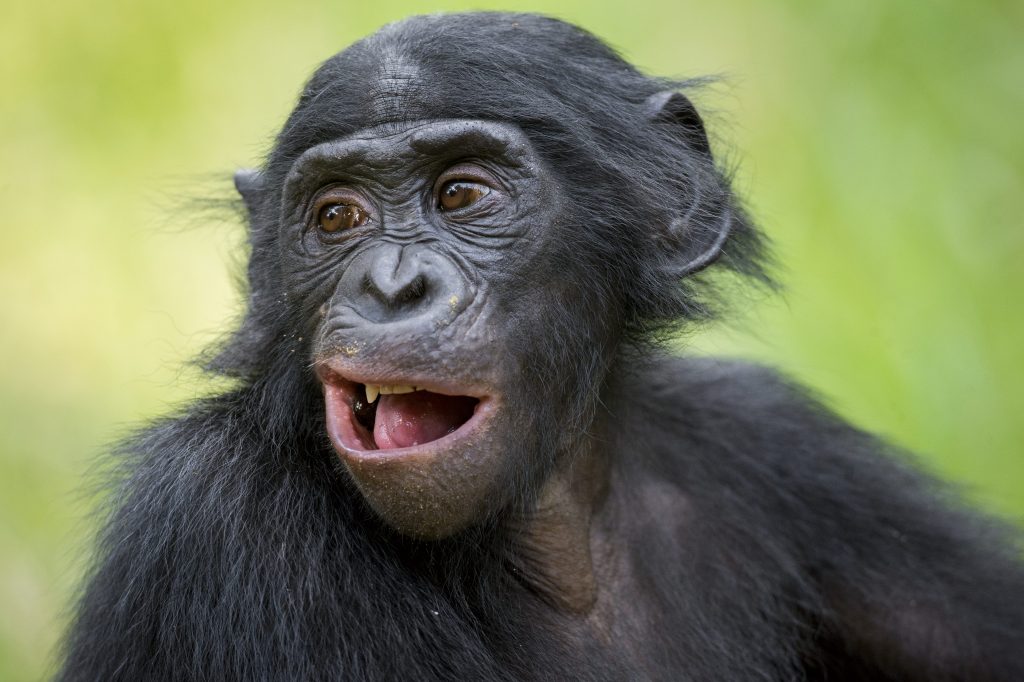 Bisogna riconoscere le unicità del specie, ammettendo che non sapremo mai com’è essere altro da noi