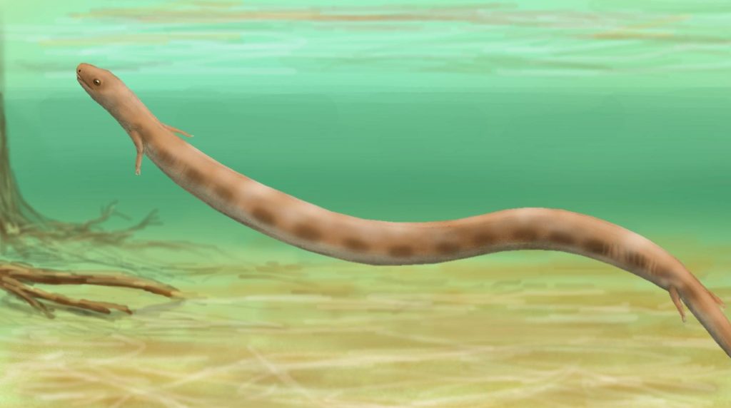 Ricostruzione artistica di Brachydectes newberryi, un’altra specie di molgofide con quattro arti