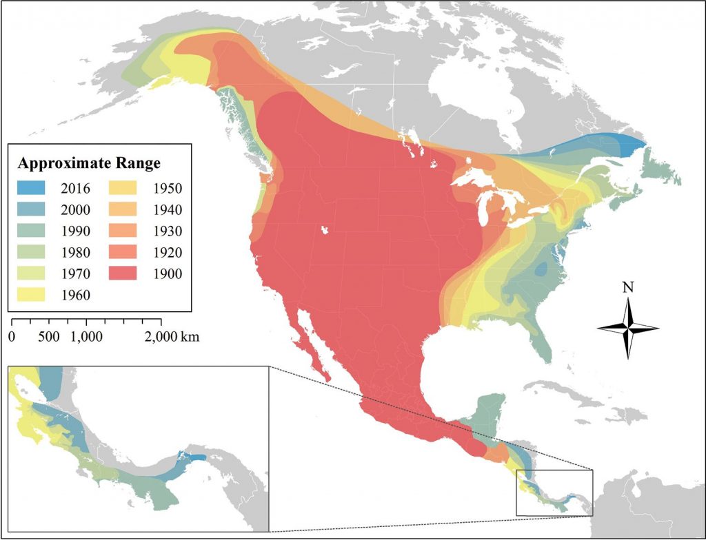 Diffusione dei coyote nell’ultimo secolo. Da notare come questi canidi siano riusciti a colonizzare tutta la costa est degli Stati Uniti