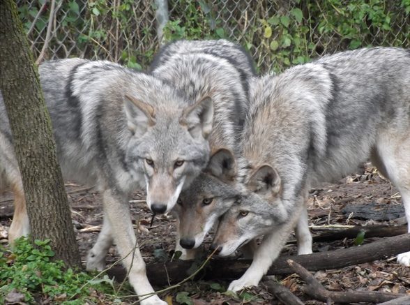 Ibridi tra coyote e lupo grigio in cattività. Foto: Wikimedia Commons