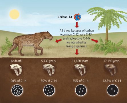 schema esemplificativo della tecnica di datazione al carbonio–14