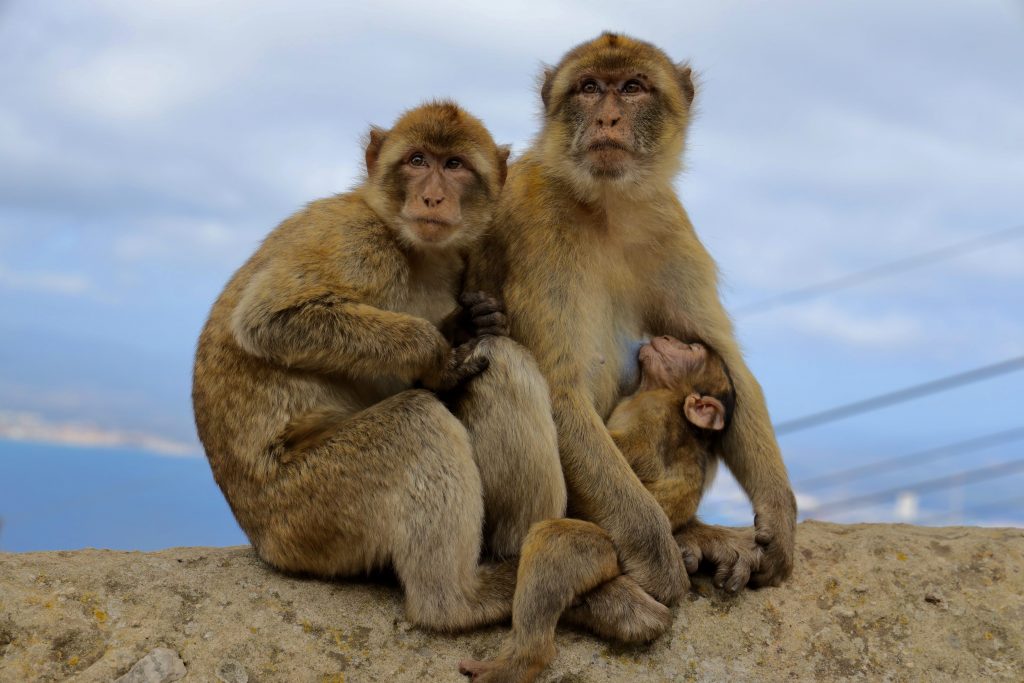 I cuccioli vengono strappati alle madri e venduti come animali da compagnia. Molti vengono usati come attrazione turistica per permettere ai turisti di farsi su selfie a pagamento