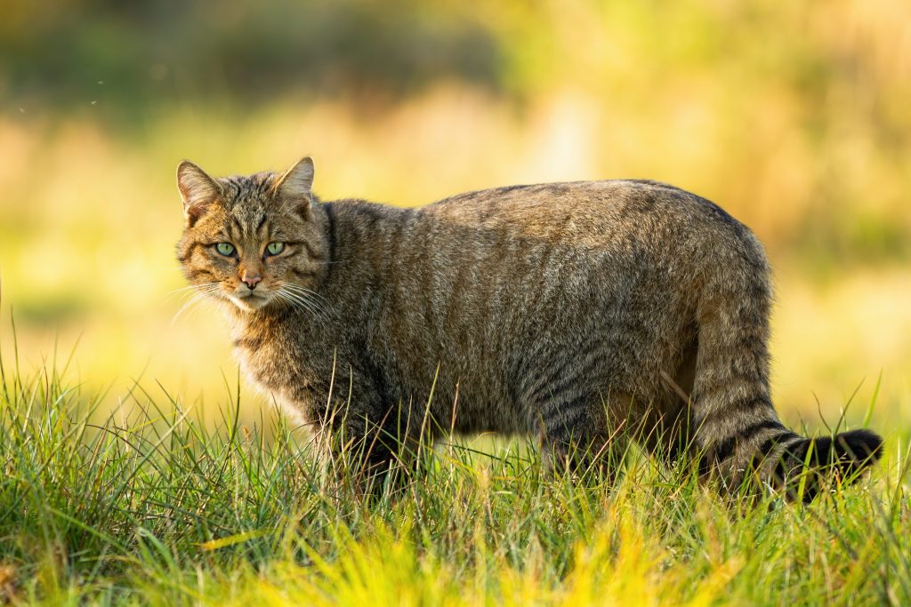 Il gatto selvatico è uno degli animali più elusivi e misteriosi dei nostri boschi