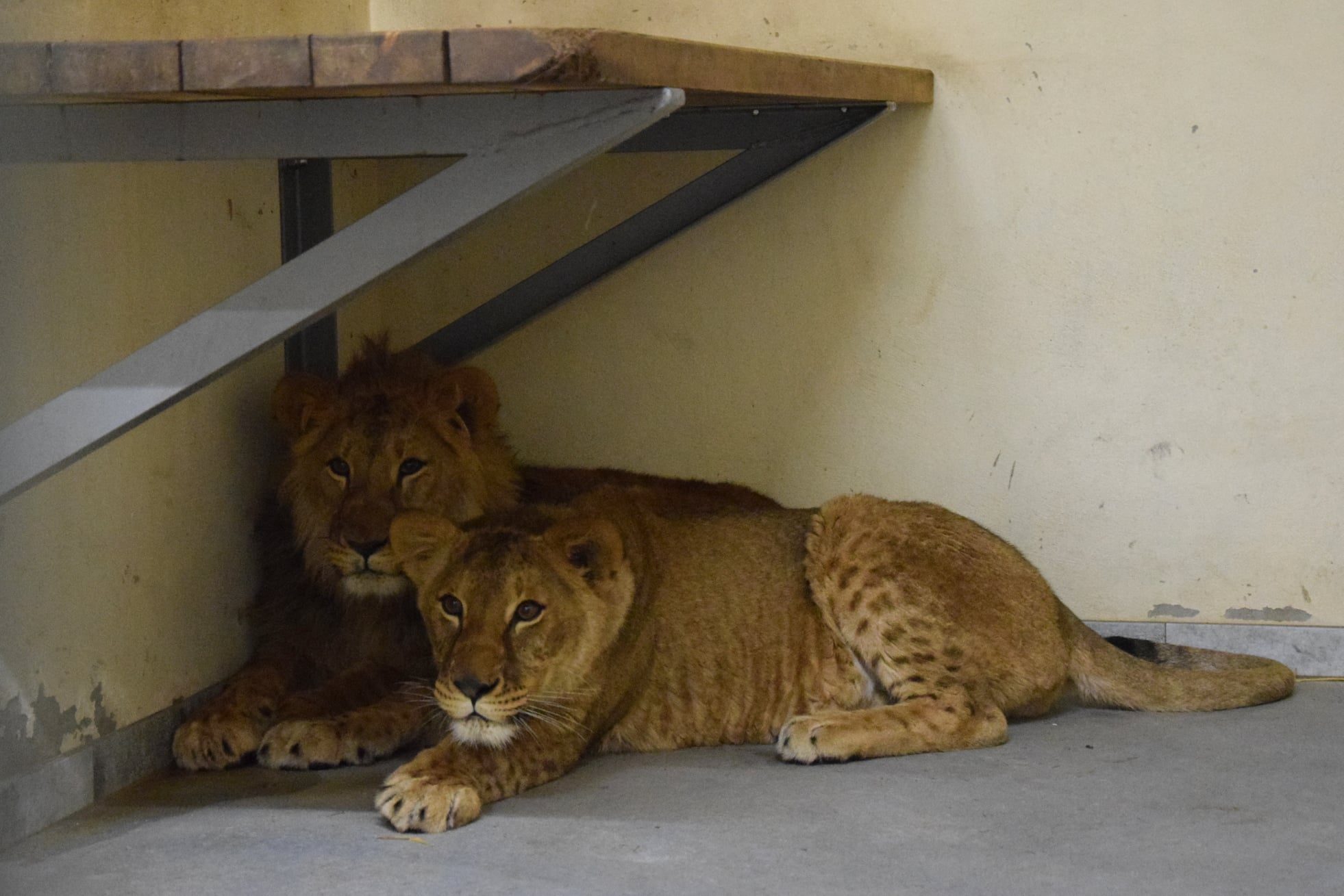Ucraina Gli Animali Evacuati Dallo Zoo Sono Arrivati In Polonia