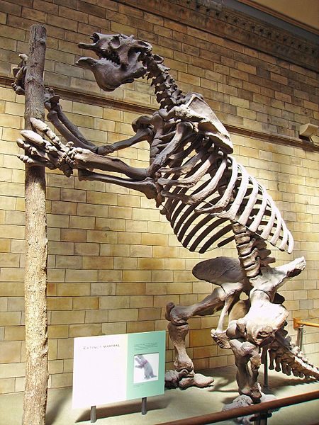 Scheletro di Megatherium americanum