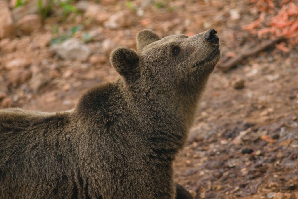 L’orso bruno marsicano vive esclusivamente in alcune aree dell’Appennino centrale, ed è tra gli animali a maggiore rischio estinzione in Italia