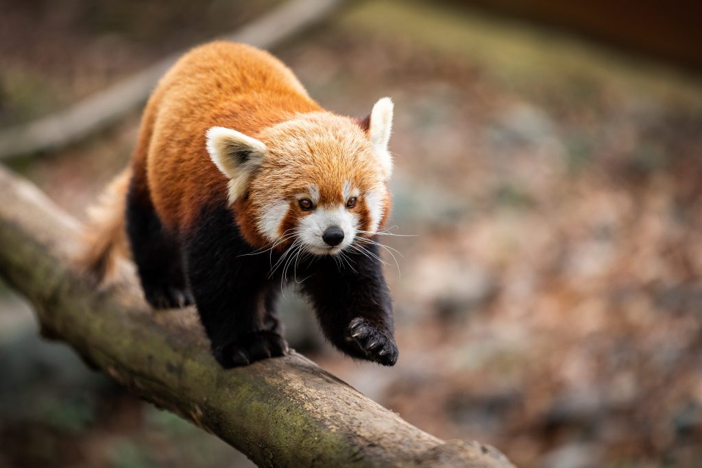 Il panda rosso non è un parente stretto di quello gigante, ma condivide con lui la dieta a base di bambù e alcune caratteristiche fisiche convergenti