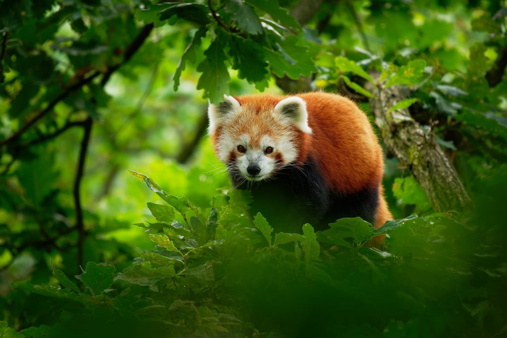 Il panda rosso rischia seriamente l’estinzione ed minacciato soprattutto dal bracconaggio e dalla deforestazione
