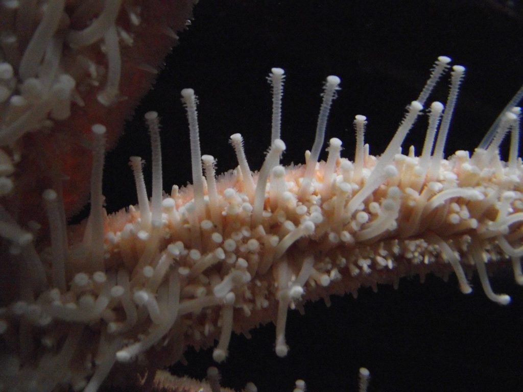 Echinodermi esempi, caratteristiche e curiosità