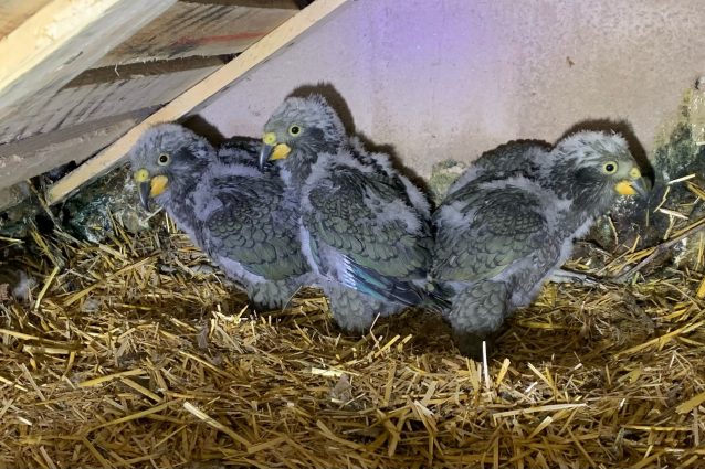 pappagalli kea pulcini