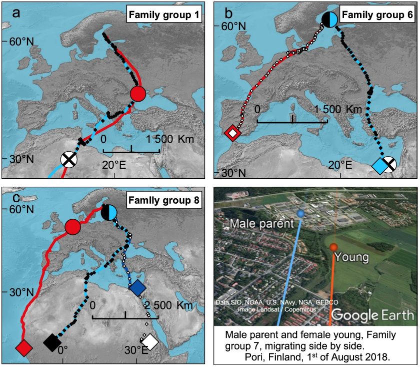 Esempi di rotte migratorie di alcune famiglie di sterne del Caspio negli anni 2017–2019. Crediti: Paternal transmission of migration knowledge in a long–distance bird migrant, nature comunications.
