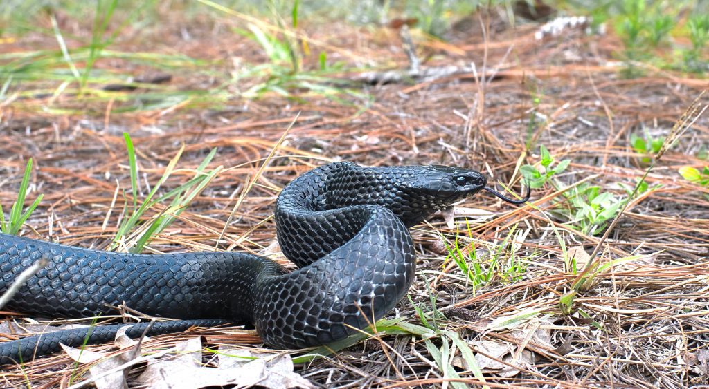 Drymarchon couperi si era estinto in Alabama negli anni 50, ma grazie a un progetto di reintroduzione è tornato a riprodursi nella Conecuh National Forest