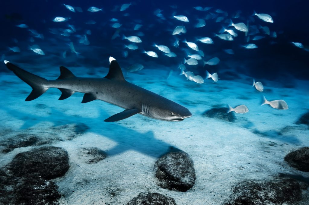 Lo squalo pinna bianca del reef è considerata una specie Vulnerabile dalla IUCN