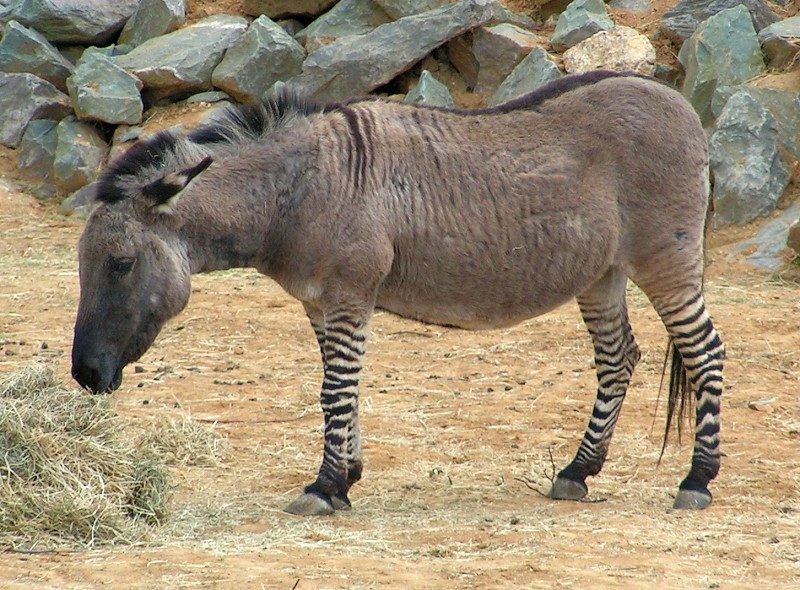 Un esemplare di zonkey. Foto: Wikimedia Commons