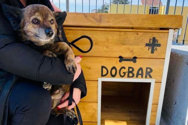 dog bar vallo lucania