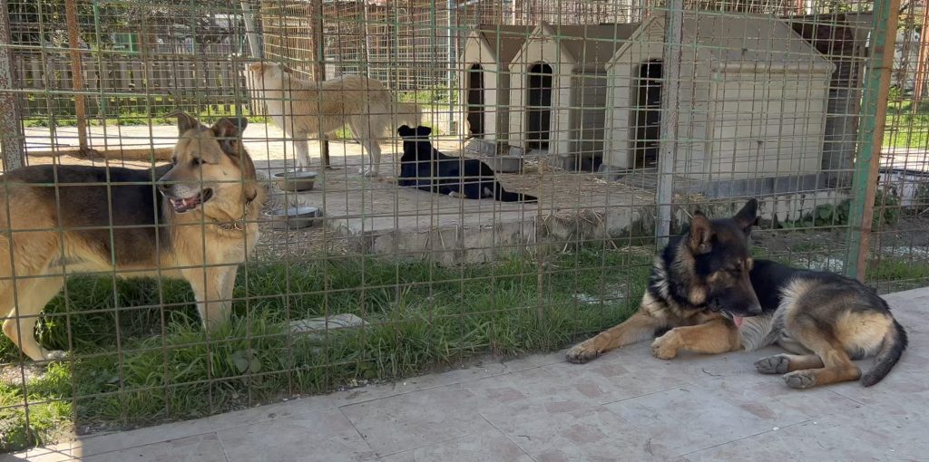 Con gli altri cani Hiro ha una comunicazione chiara e riesce a mediare e non andare in conflitto. E’ un maschio intero e dunque non preferisce di certo stare in contatto con quelli come lui. Con le femmine è un "gentil cane"