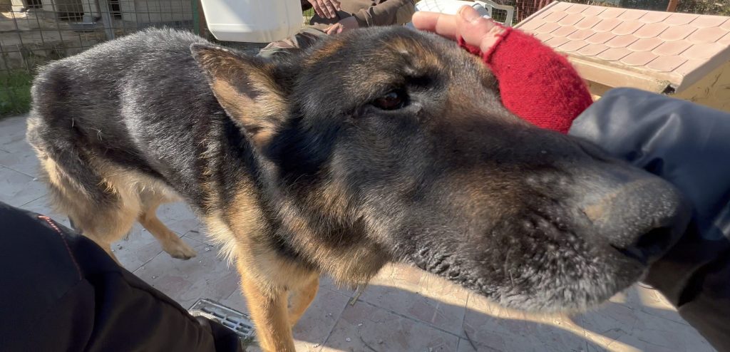 Hiro apprezza il contatto, è lui ad esempio in questa foto ad essersi avvicinato spontaneamente per farsi accarezzare