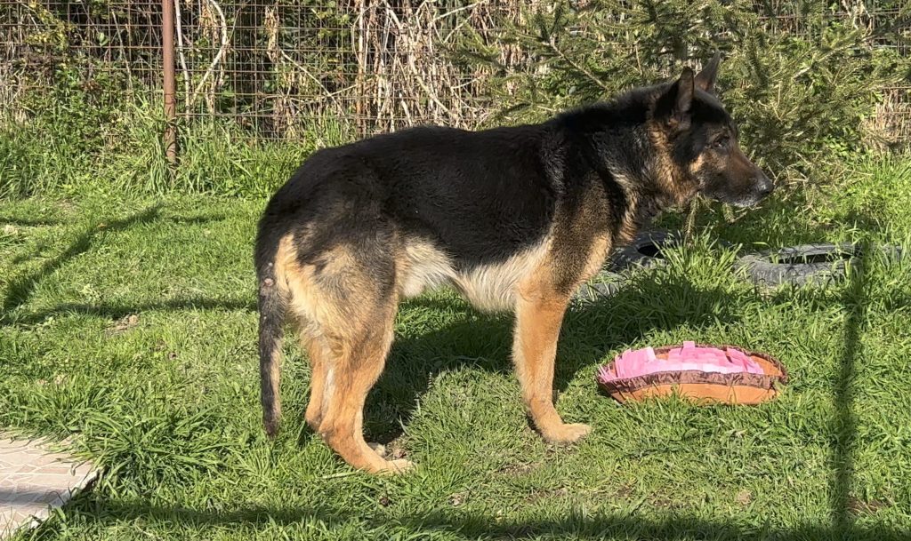 Hiro adora fare cose insieme alle persone: è un cane collaborativo e molto affiliativo