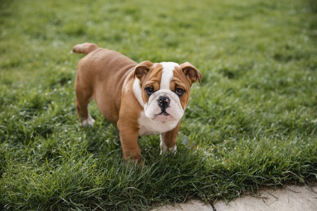 bulldog italia