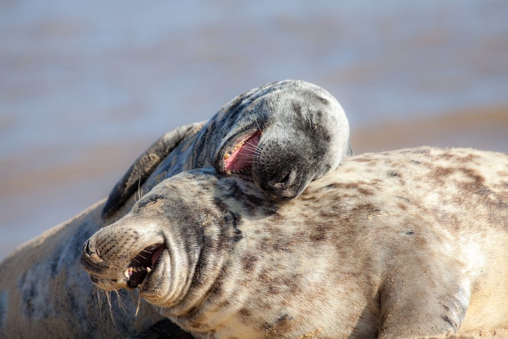 Non siamo gli unici animali a provare emozioni, ed osservandoli è facile rendersene conto "empiricamente"
