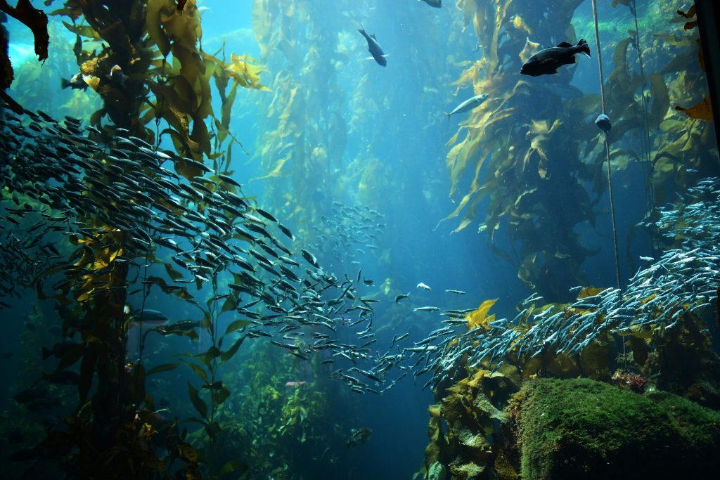 Le foreste di kelp, degli ecosistemi importantissimi del Pacifico settentrionale
