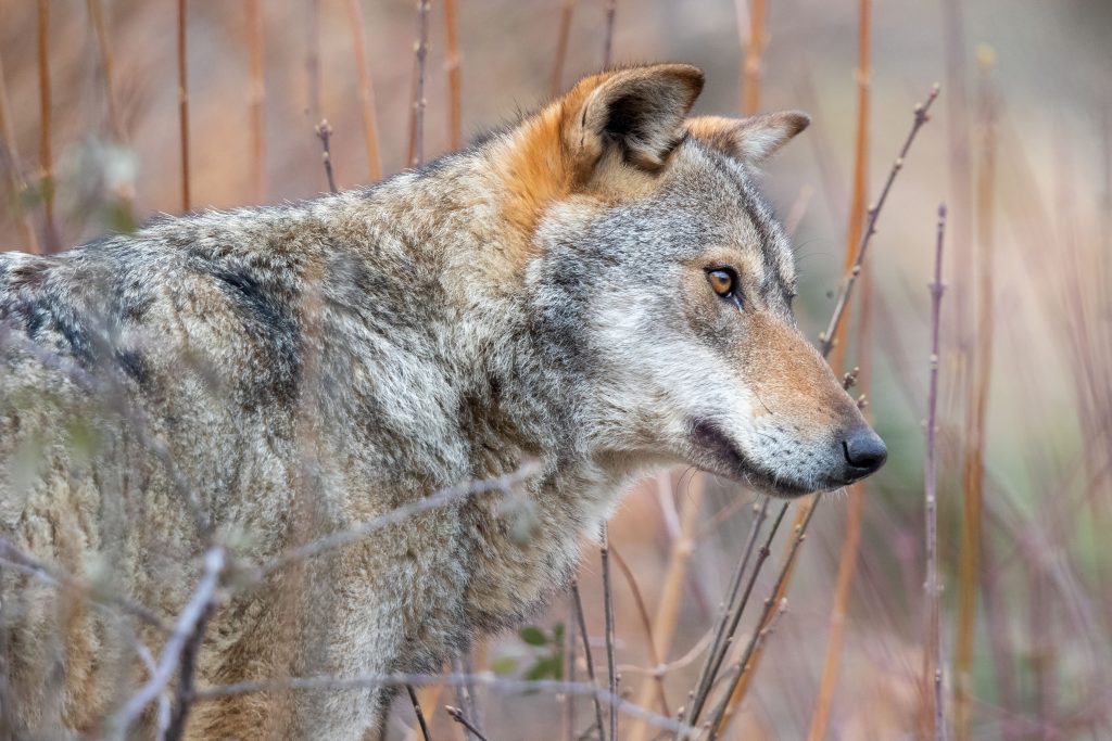 Il lupo appenninico è una sottospecie nostrana di lupo grigio