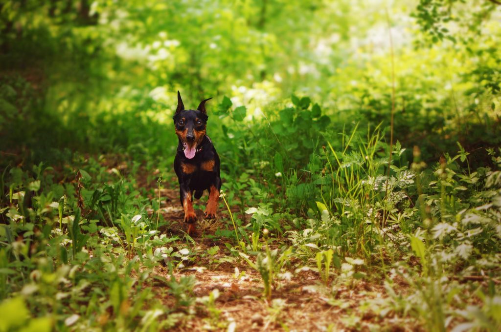 Pinscher nano