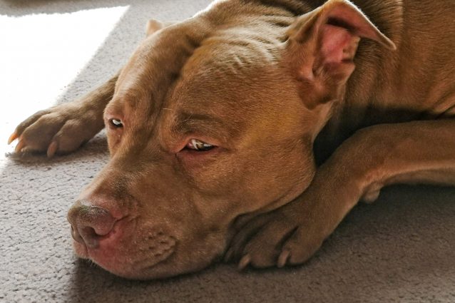 pitbull