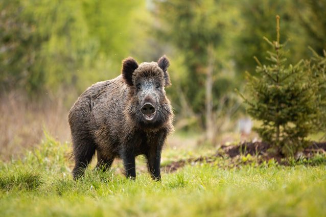 cinghiale depopolamento