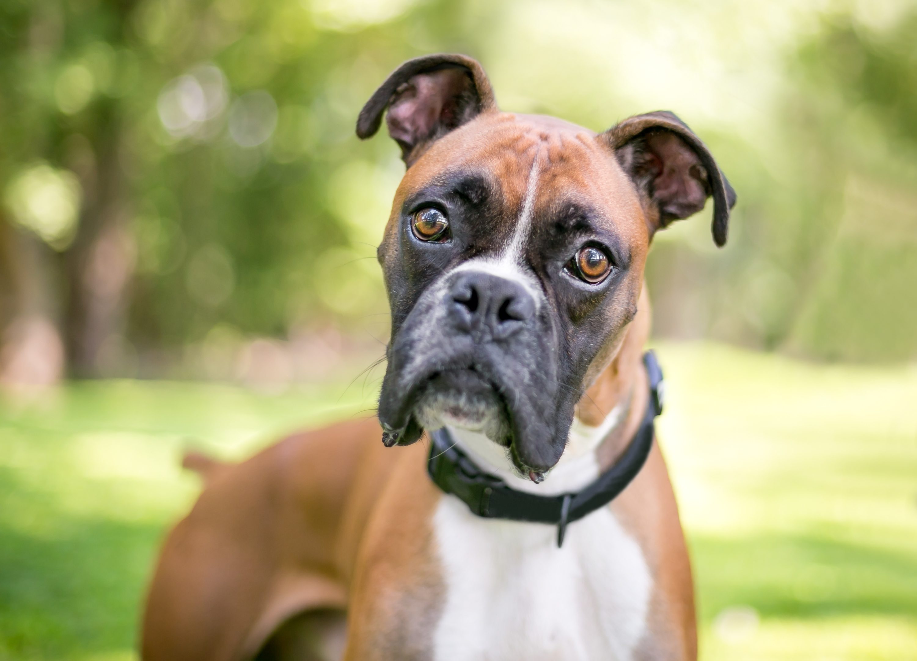 boxer dog