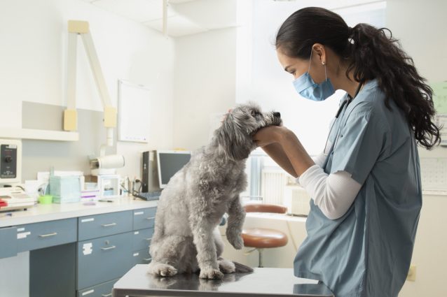 veterinari
