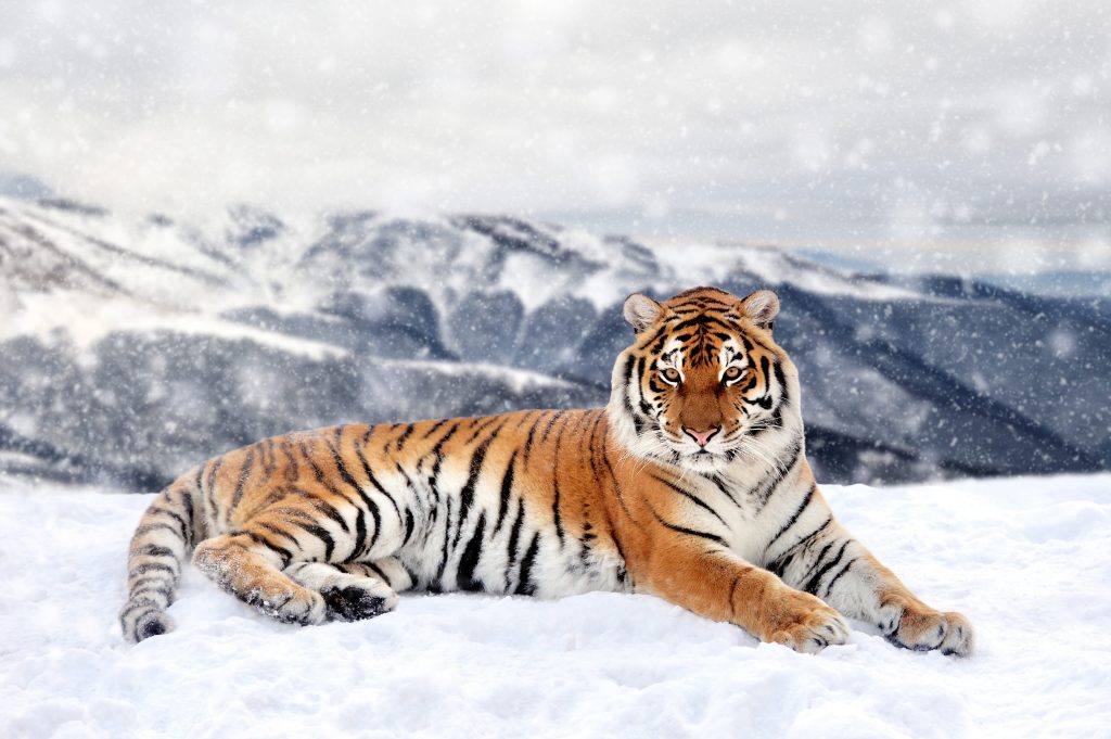 Tigre siberiana