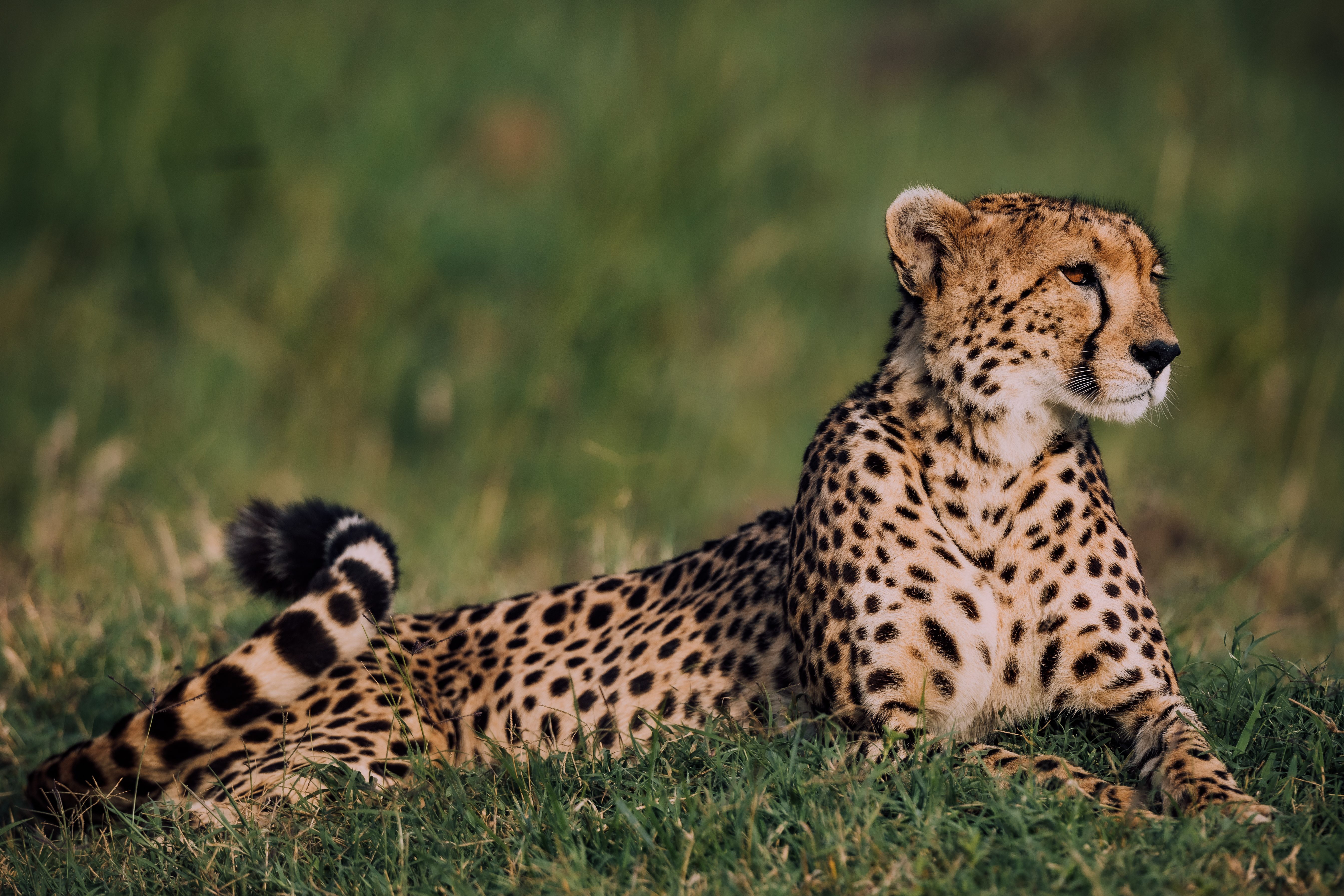 Cheetah