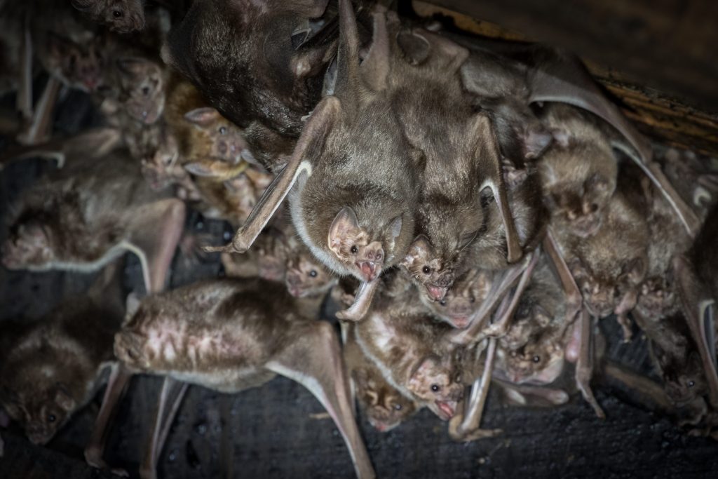 I pipistrelli vampiro sono animali estremamente gregari