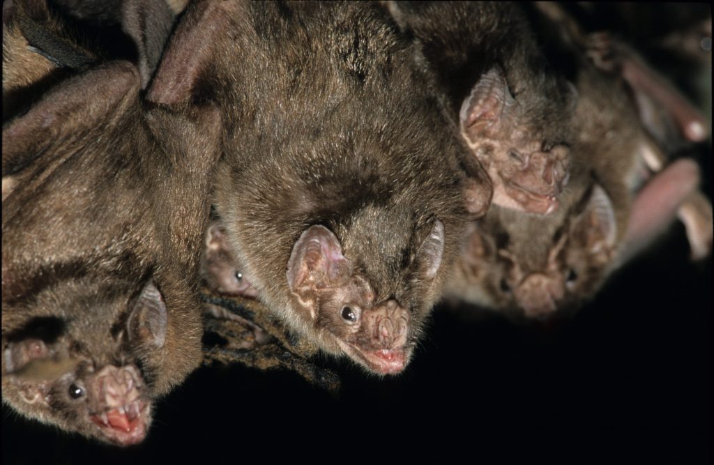 Pipistrelli vampiro comuni