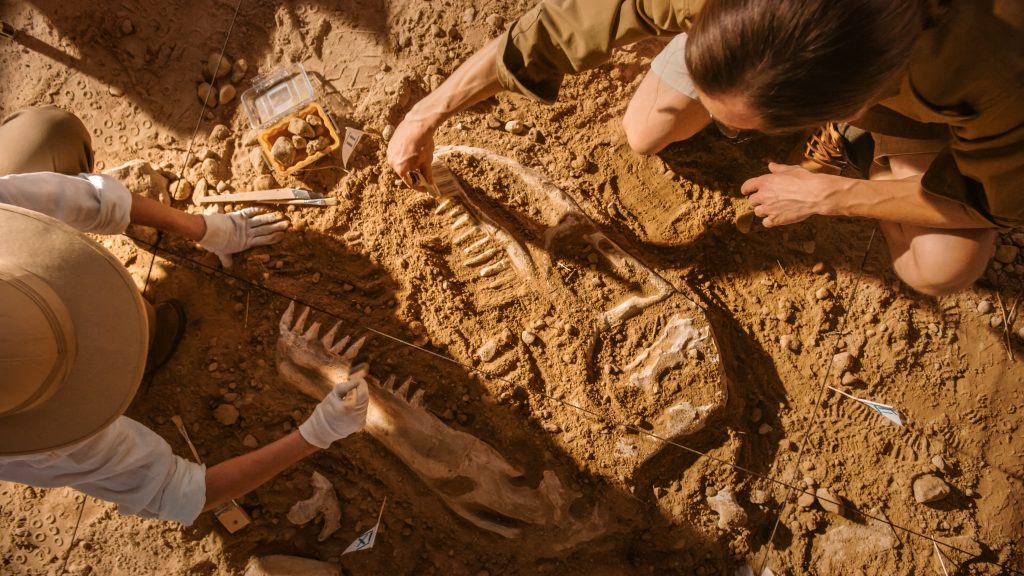 Numerosi fossili di T. rex sono stati trovati in Nord America