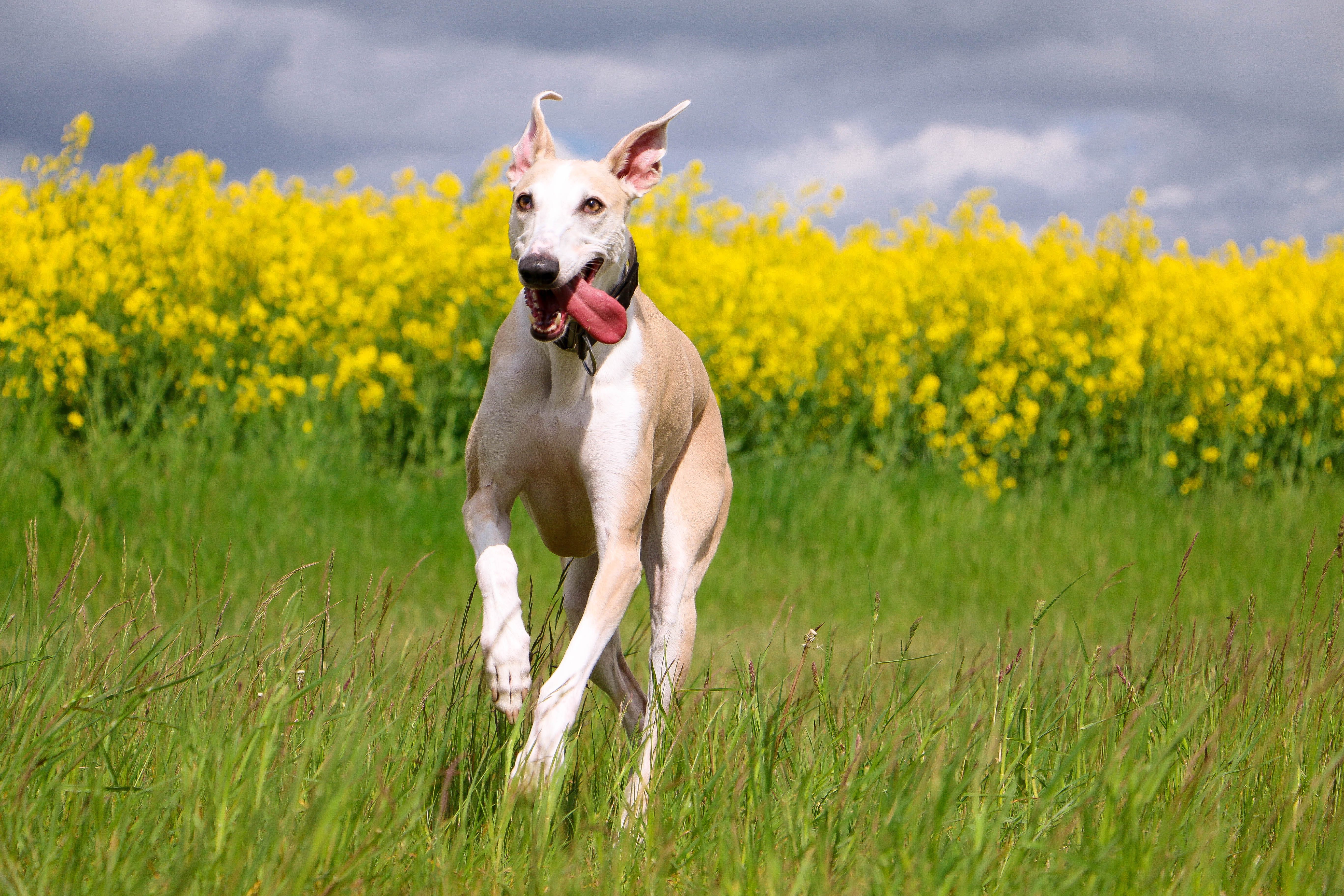 galgo