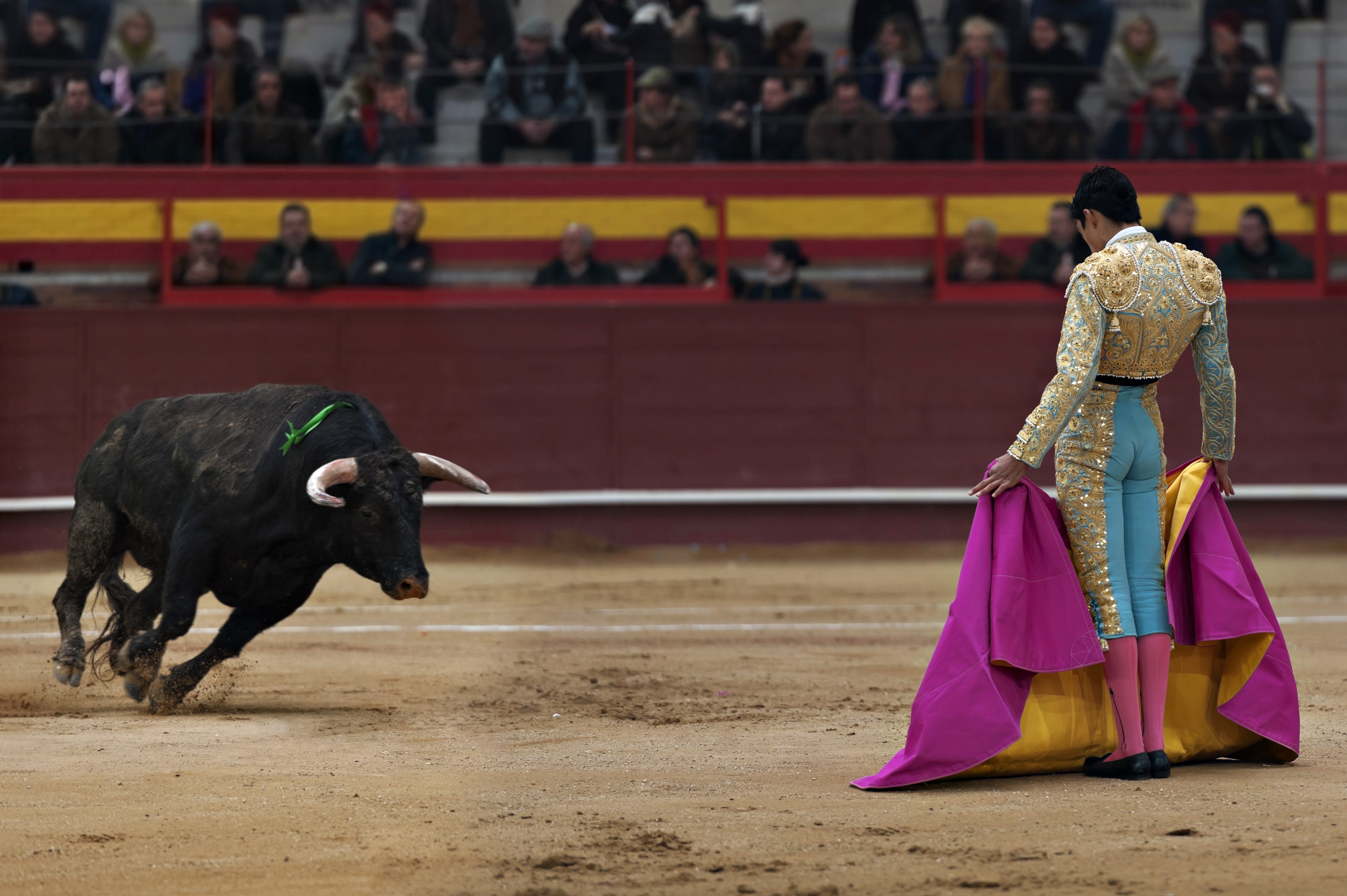 toro corrida spagna
