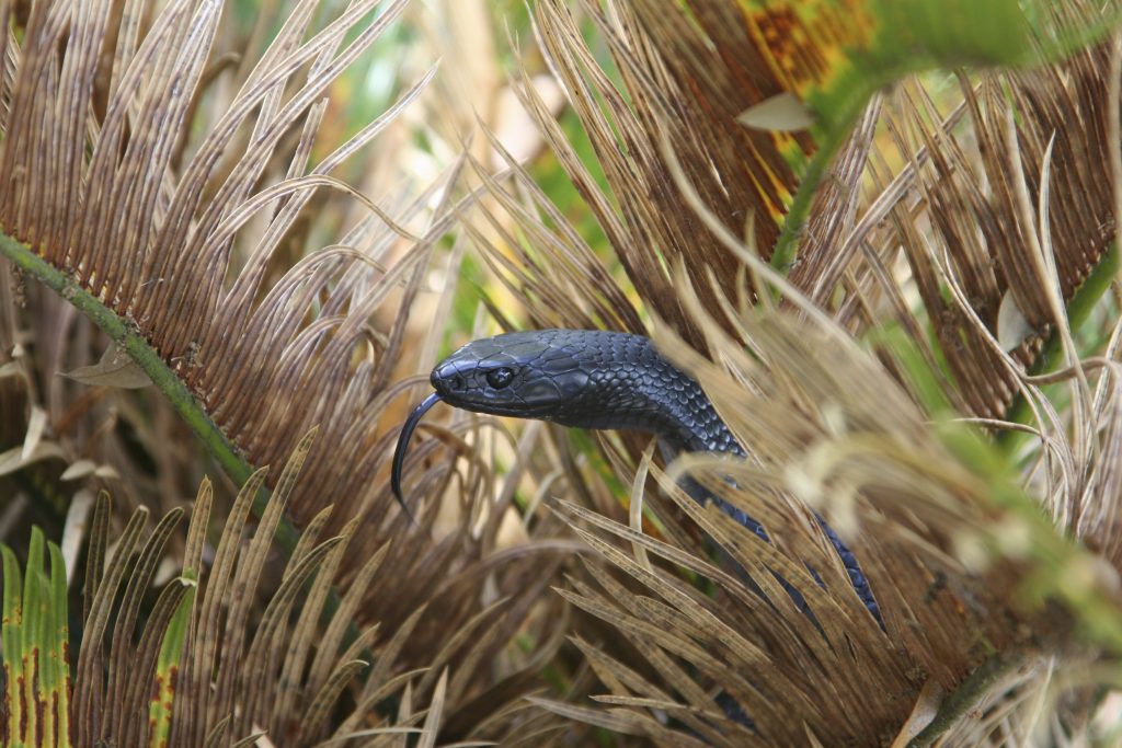 Il serpente indaco orientale è il più grosso serpente non velenoso del Nord America. Il suo areale nel sud–est del Paese si è notevolmente ridotto a causa della perdita di habitat
